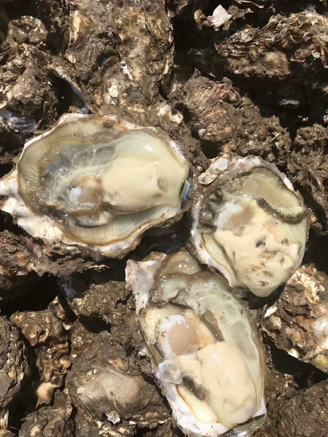  乳山牡蛎批发零售