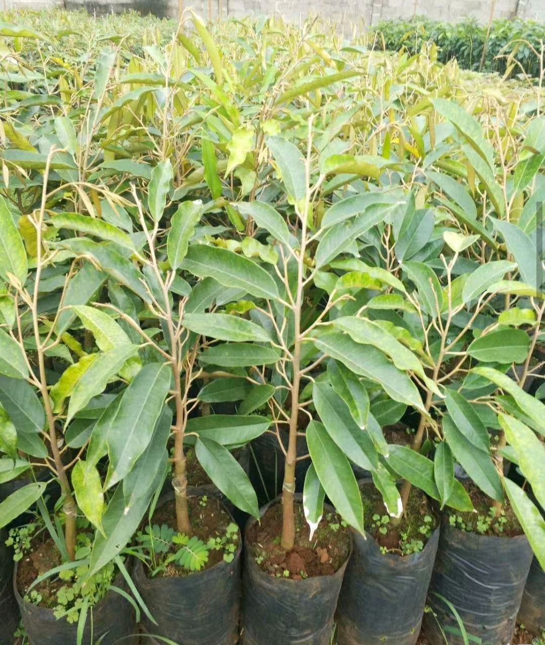 金枕榴莲苗  秦国金枕头榴莲苗，带营养杯发货！嫁接正品苗！