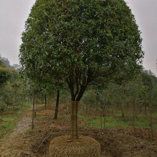 咸宁 精品桂花树金桂丹桂四季桂基地直销