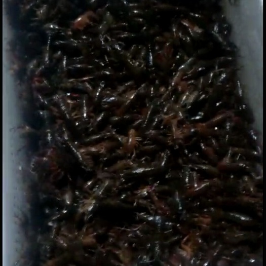 南县 供应优质虾苗