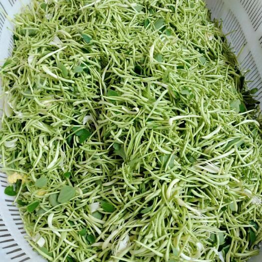 荆州树形金银花 四季金银花树，花粒长而饱满！树和花都可销售，有意者可联系我！