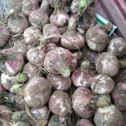聊城鲁农大蒜 个头大，质量好
