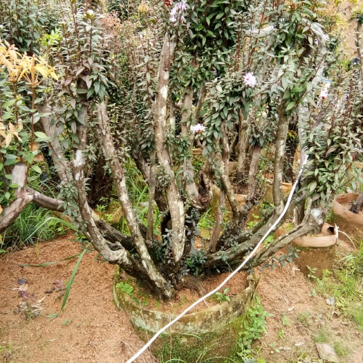 漳平市毛杜鹃桩