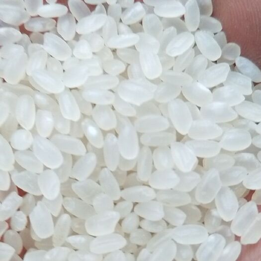 射阳县射阳大米 吃了还想吃