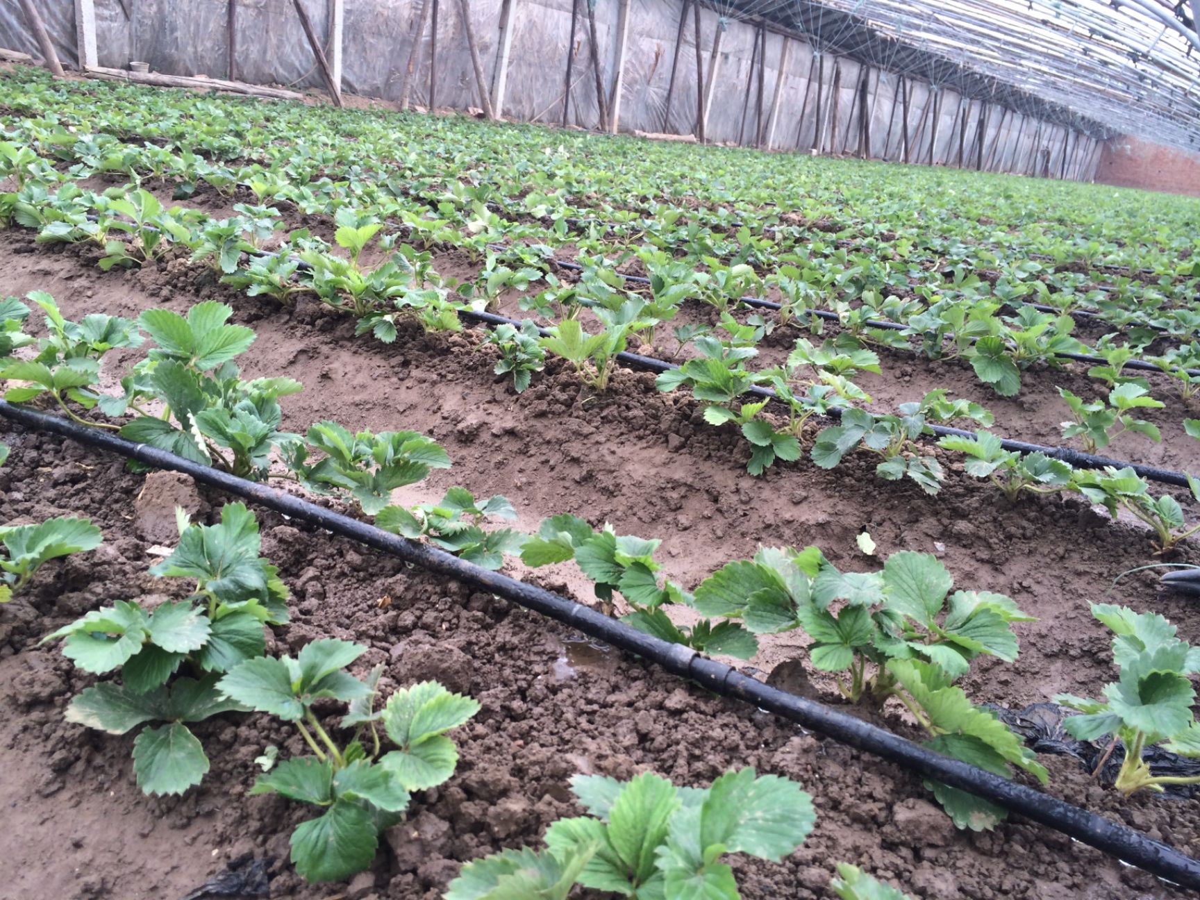  红颜草莓苗基地直销，草莓苗标准三叶一芯以上，免费提供技术