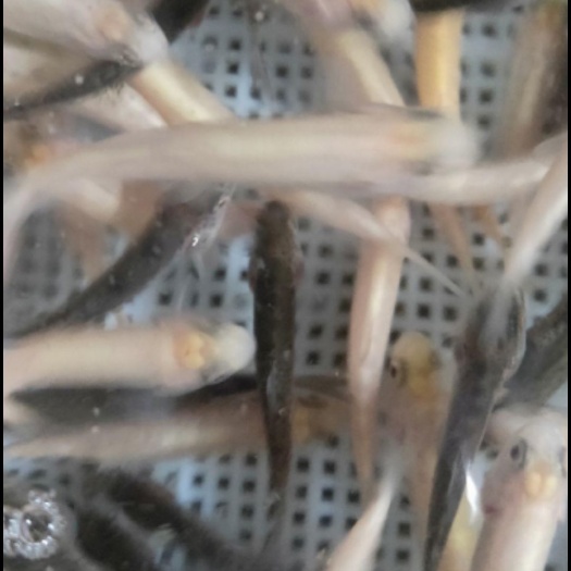 虹鳟鱼鱼苗  桂鱼苗，裂腹鱼，虹鳟鱼，，鸭嘴鱼，各种特种鱼苗，成品鱼