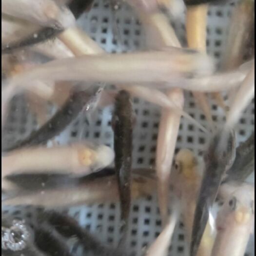凤庆县虹鳟鱼鱼苗  桂鱼苗，裂腹鱼，虹鳟鱼，，鸭嘴鱼，各种特种鱼苗，成品鱼