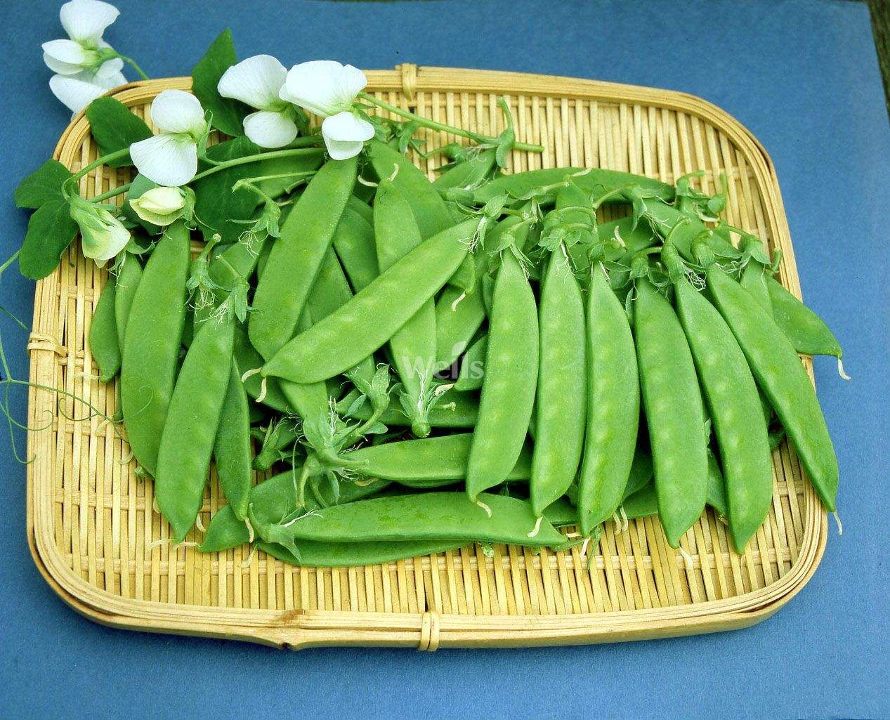  精品荷兰豆