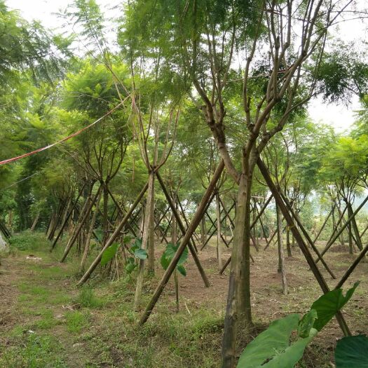 成都普通蓝花楹 桂花，乐昌含笑，