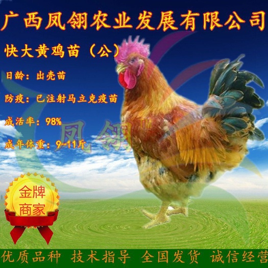 南宁 快大黄鸡苗