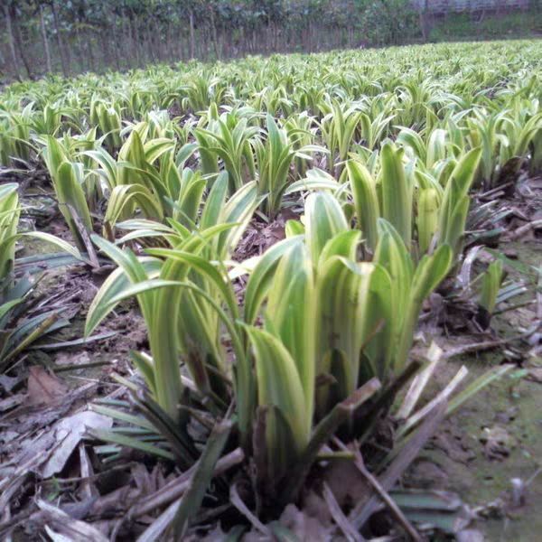  庭院绿植花卉 极耐寒玉龙草矮麦冬青叶金边麦冬苗 麦冬草兰花三