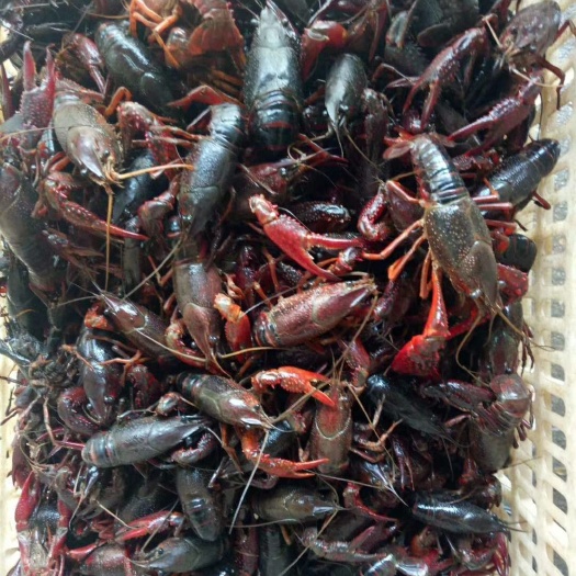 潮州 小龙虾