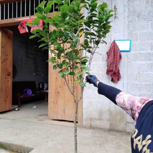 荔浦市茶花苗 茶花3公分
