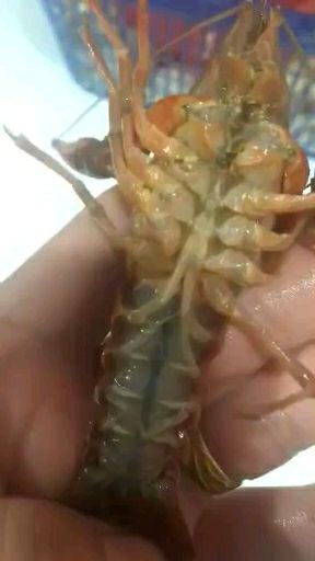 淮安 小龙虾塘口直供，低价批发，精品虾