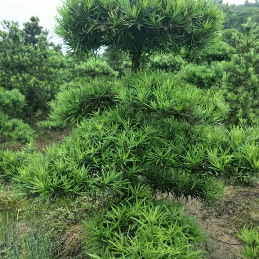 浏阳市造型松 造型罗汉松小桩