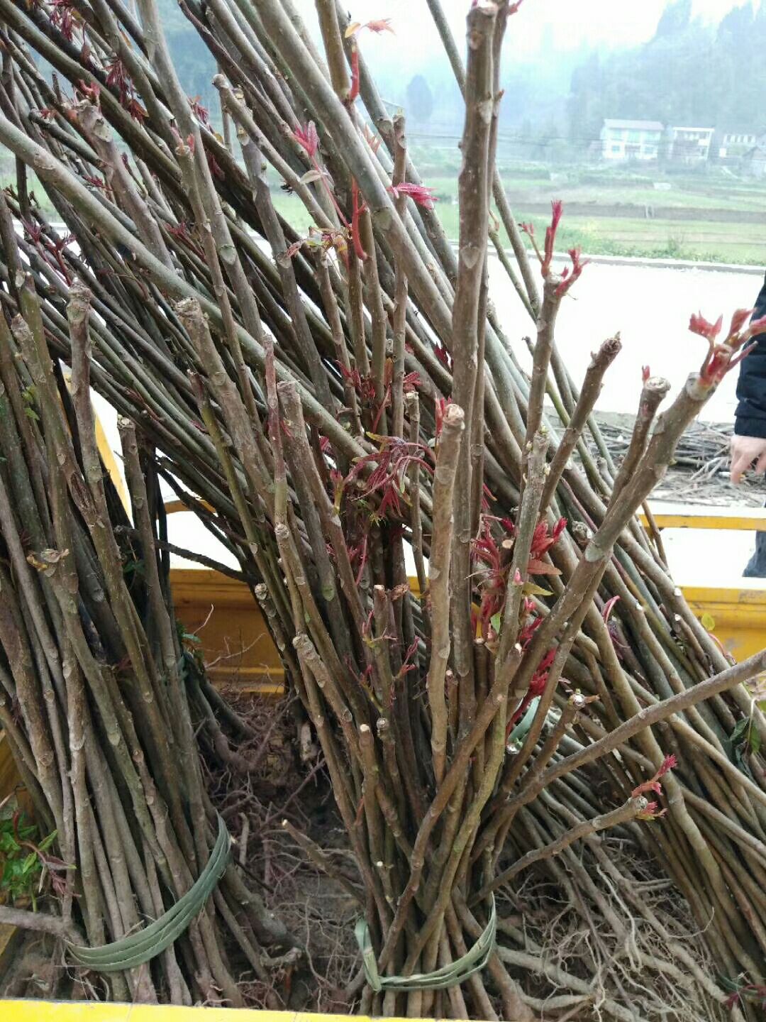 红香妃李树苗 正中，中国香春弟一县发源地巴山红香春树苗