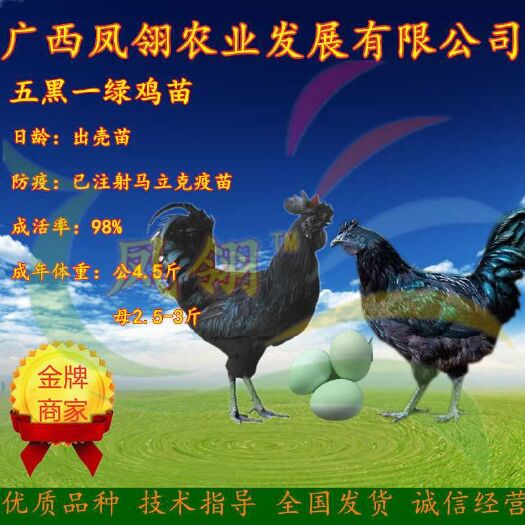 南宁 五黑绿壳蛋鸡苗