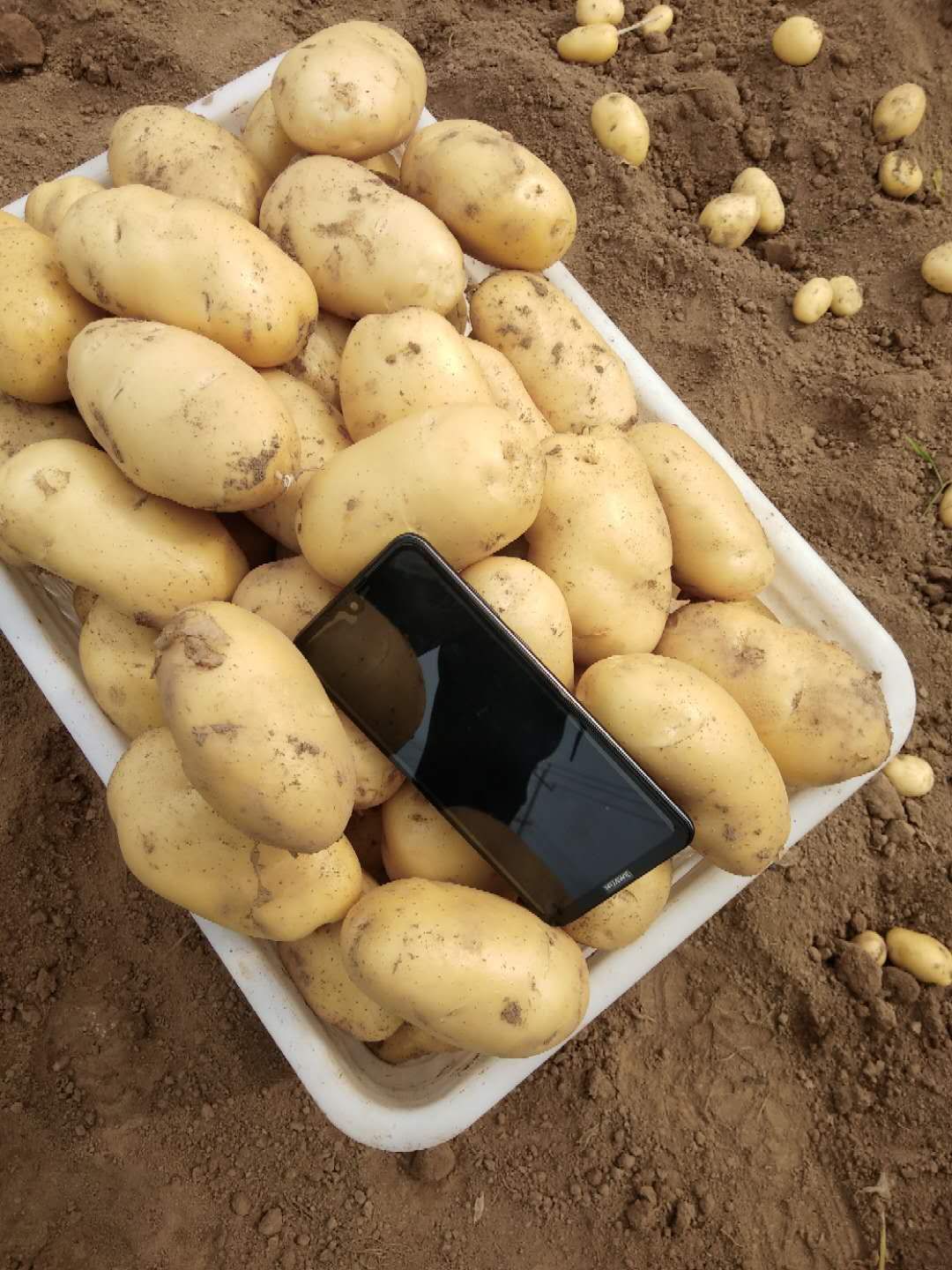 荷兰15号土豆 统货