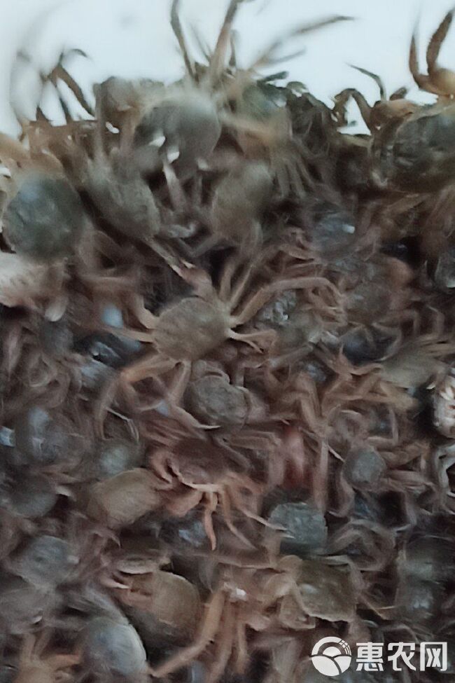 大闸蟹   放生苗，小头苗，140到150头全国发货