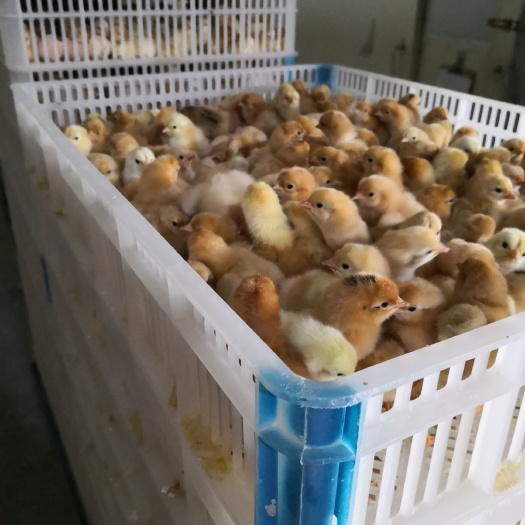 枣阳市土鸡苗 统货