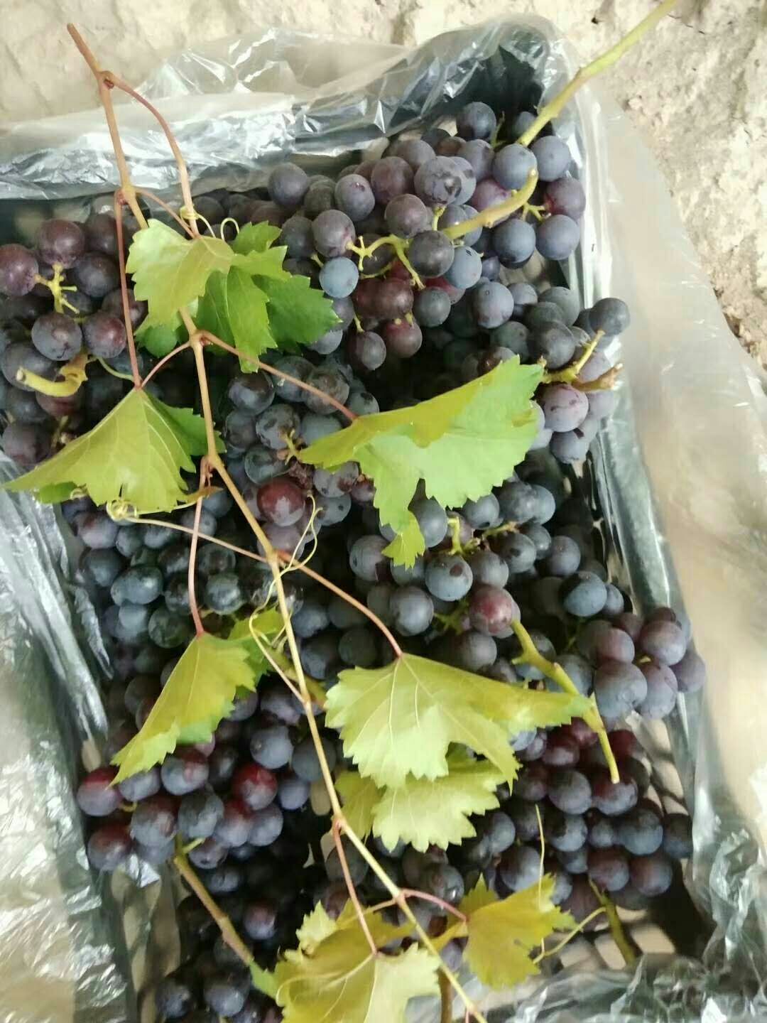  温棚夏黑葡萄