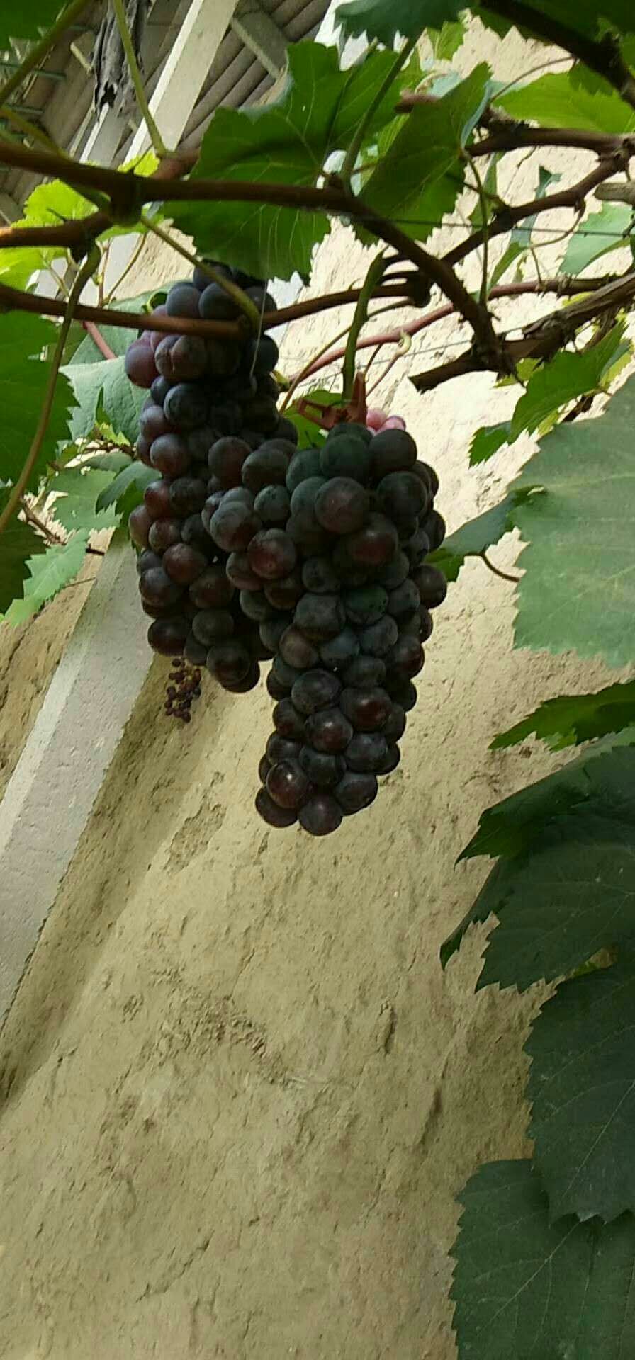  温棚夏黑葡萄