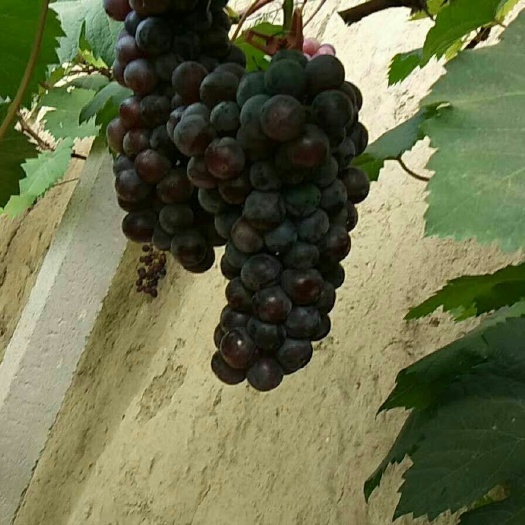 晋州市 温棚夏黑葡萄