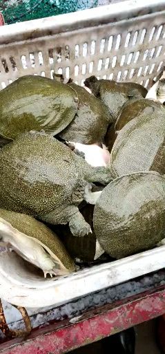 甲鱼苗  6-8两16元一只顺丰邮到