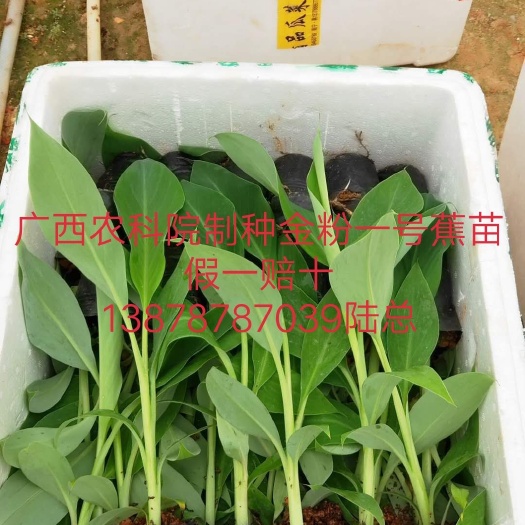大量批发出售香蕉苗/粉蕉苗/西贡蕉苗/金粉一号蕉苗/红蕉苗
