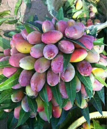 灵山县 红贵妃芒果。桂七芒果苗，正宗嫁接苗，无病害的，