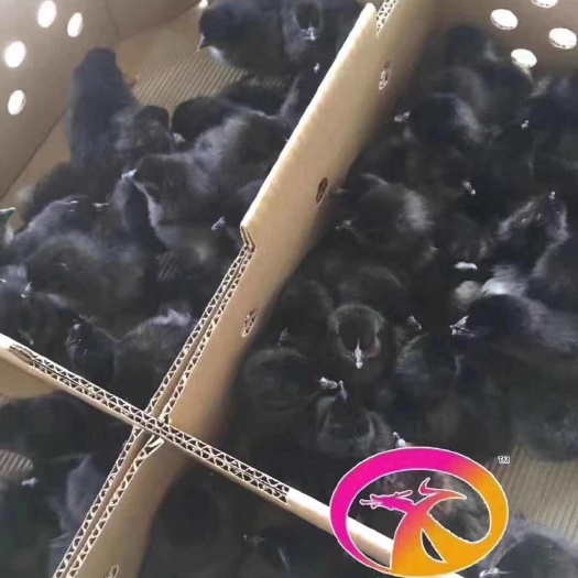 广州五黑一绿鸡苗 母