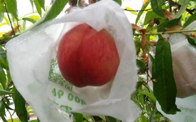 东莞市梨套袋 苹果套袋，火龙果套袋，桃袋等各个作物的专用套袋样样齐全！
