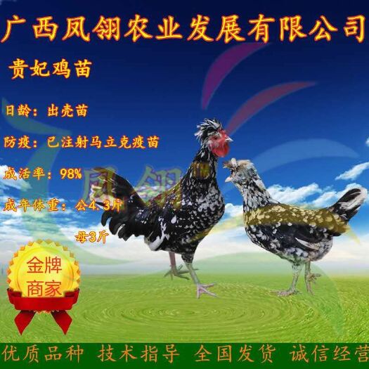 南宁 贵妃鸡苗