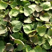 紫薯种  基地直供紫薯苗