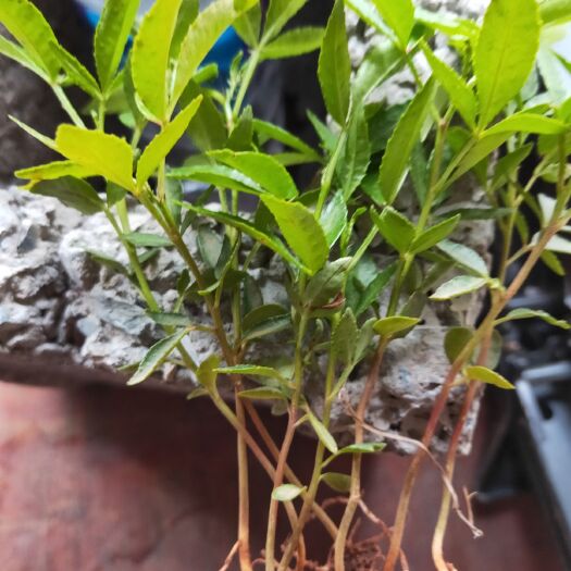 金阳县九叶青花椒苗 出售九叶青花椒奶苗