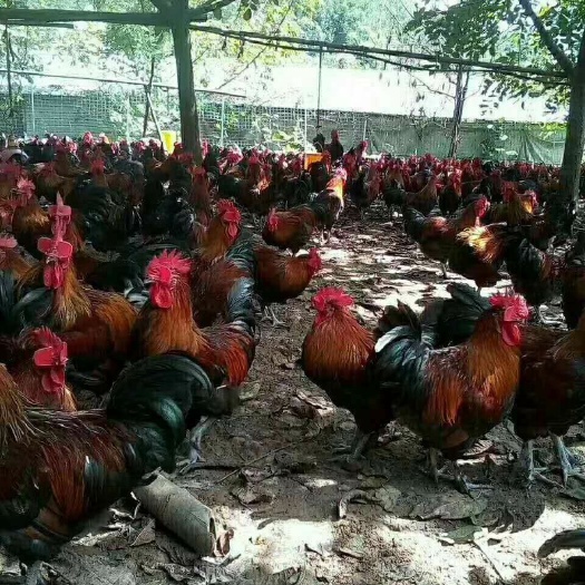 南宁青脚土鸡苗