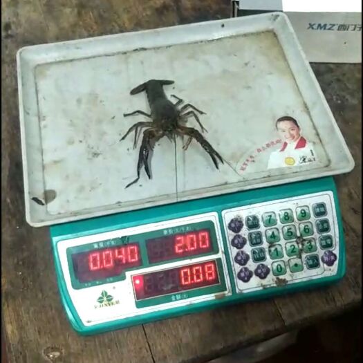 湘潭县 自家养殖小龙虾