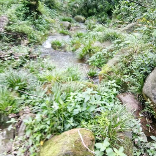 丹棱县石菖蒲苗  石菖蒲种苗