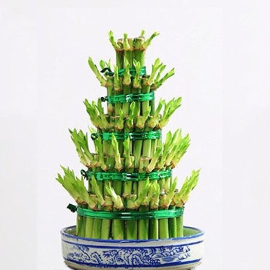 丹阳市 竹塔节节高富贵竹水培植物客厅办公室盆栽净化空气绿值
