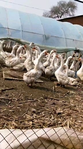 哈尔滨农家土鹅 8-10斤 公 全散养