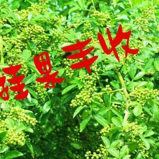 金阳县 九叶青花椒苗。