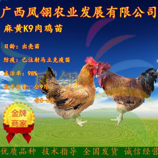 南宁 k 9肉鸡苗882
