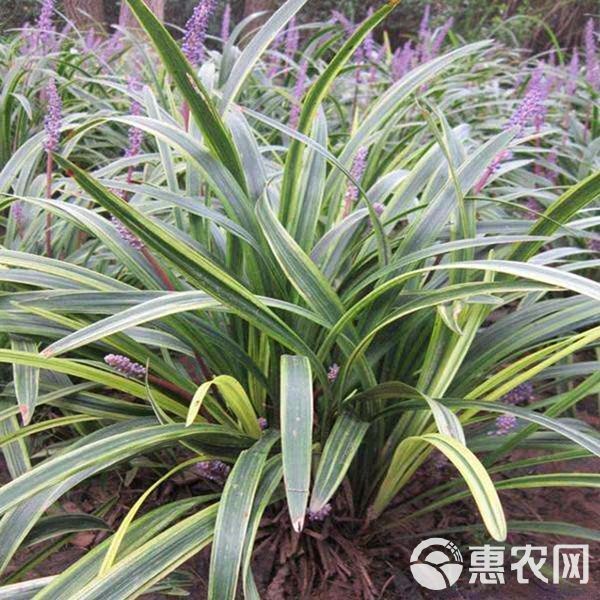  庭院绿植花卉 极耐寒玉龙草矮麦冬青叶金边麦冬苗 麦冬草兰花三