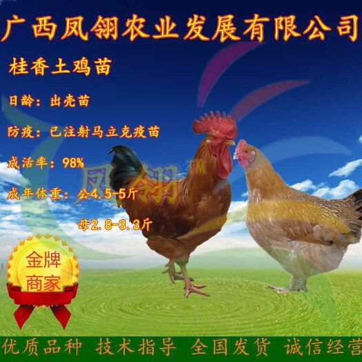 南宁 桂香土鸡苗