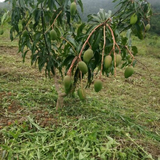 乐业县 百色红水河芒果