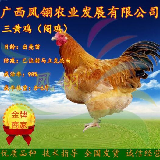 南宁 三黄土鸡苗