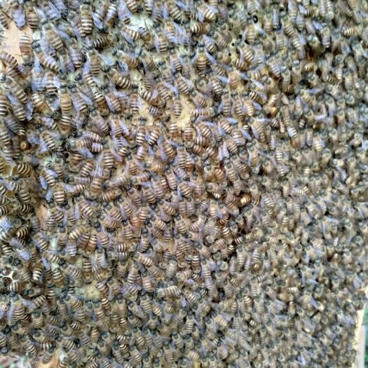 容县中华蜜蜂   中蜂蜂群蜜蜂一箱2只开产蜂王十2群蜂4脾蜂