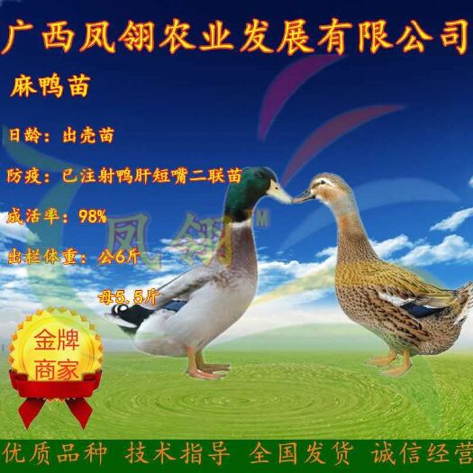 南宁 大种杂交麻鸭苗