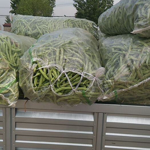 渭南双丰豆角 双丰四季豆，色，味都好