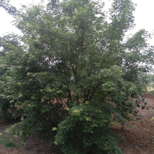 邓州市精品从生元宝枫